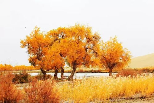 新疆最美風(fēng)景排行榜,99 的人看完第一個(gè)就走不動(dòng)路了